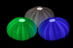 LED Aydınlatmalı Deniz Kestanesi